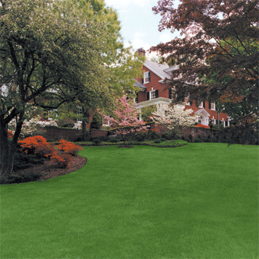 Chase Lawn | Giving your lawn the cutting edge